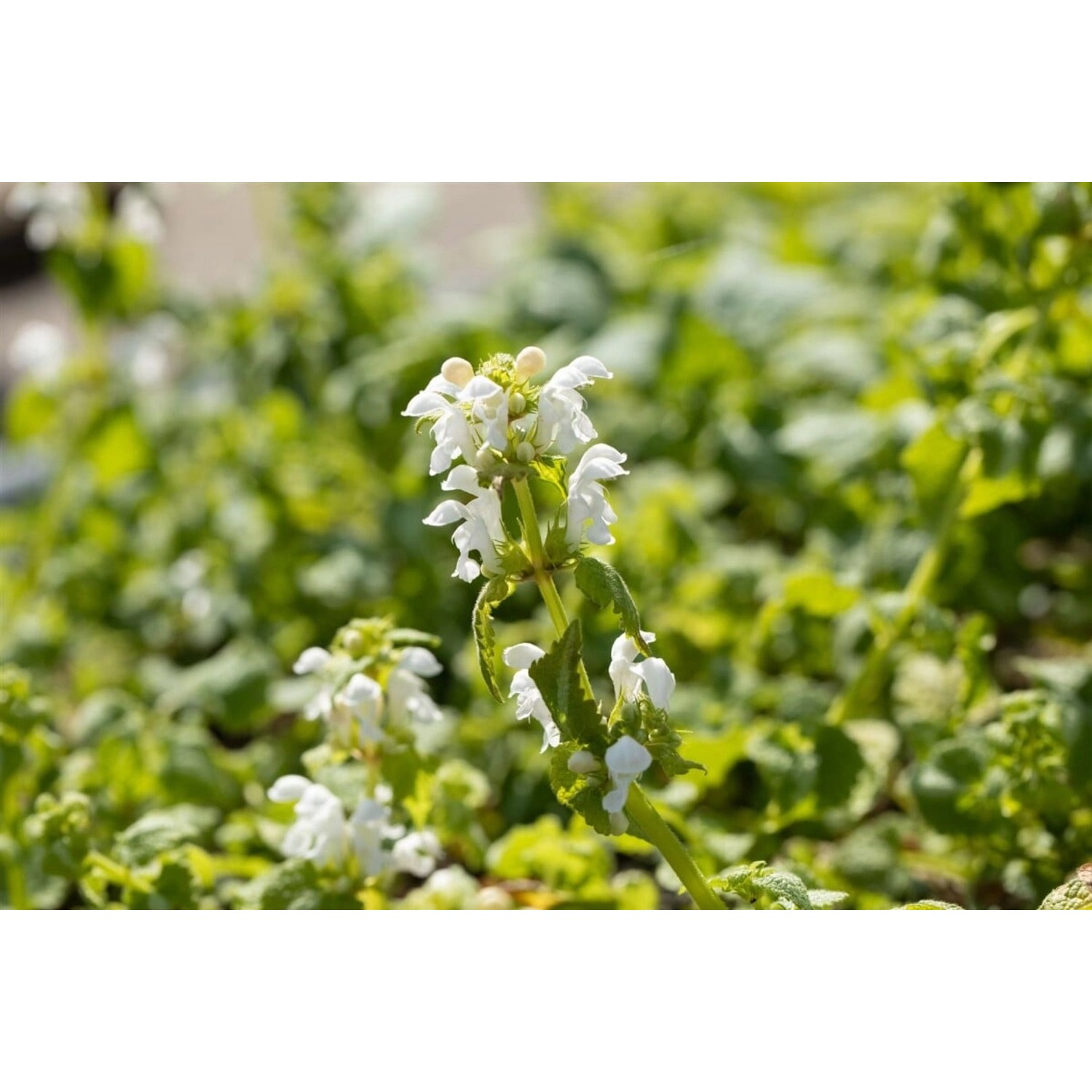 Lamium Maculatum Album Silberblatt-Taubnessel Weiß Ca. 9x9 cm Topf günstig online kaufen