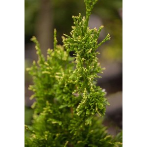 Detailaufnahme der Thuja plicata 'Aurescens', einer immergrünen Heckenpflanze mit goldgelbem Laub.