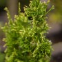 Detailaufnahme der Thuja plicata 'Aurescens', einer immergrünen Heckenpflanze mit goldgelbem Laub.