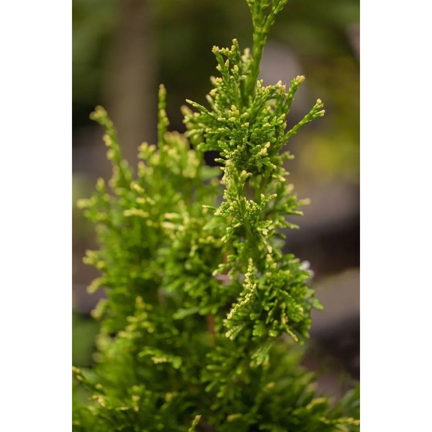 Detailaufnahme der Thuja plicata 'Aurescens', einer immergrünen Heckenpflanze mit goldgelbem Laub.