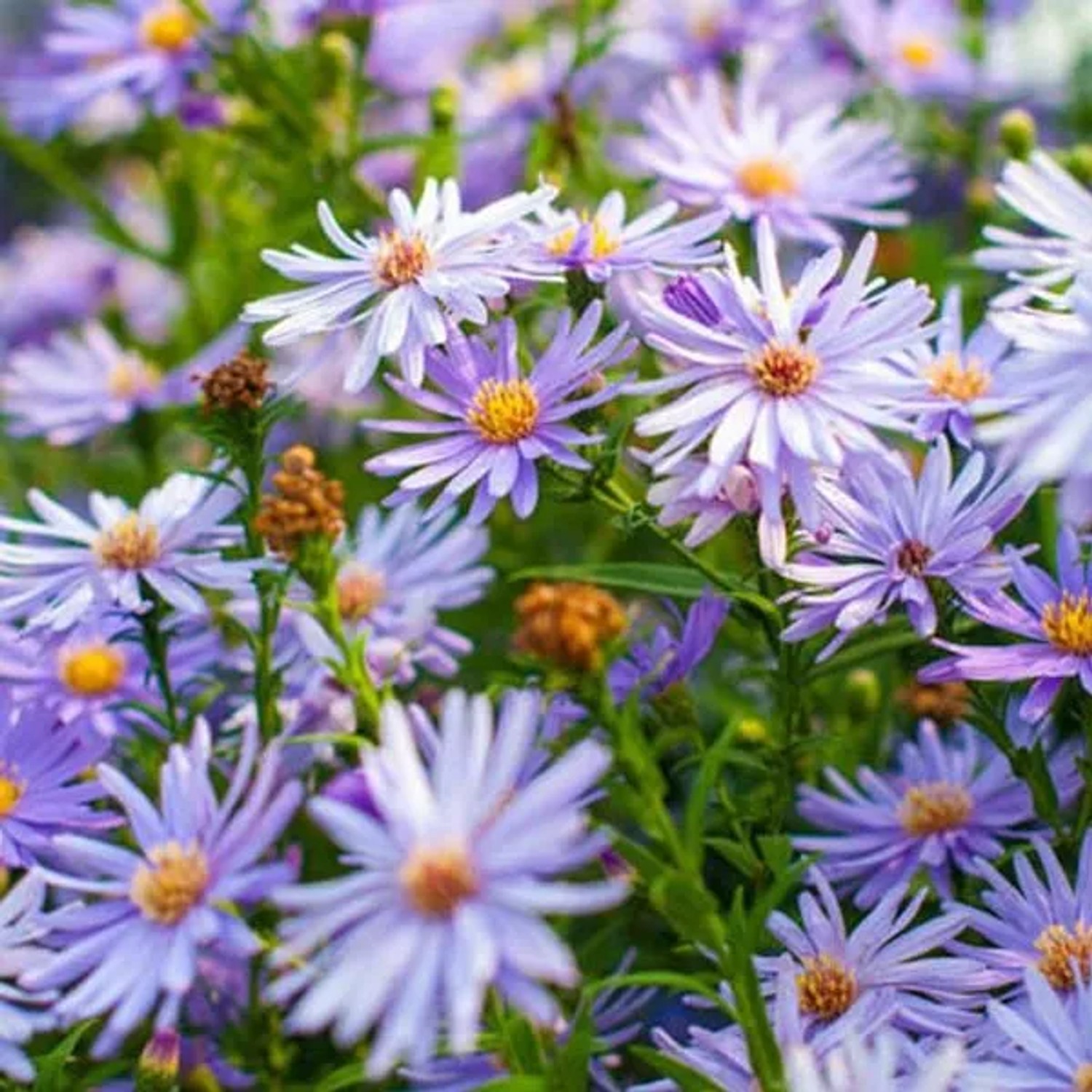 6 x Herzblatt-Aster 'Little Carlow' Aster cordifolius Topf 9cm Herbstblüher