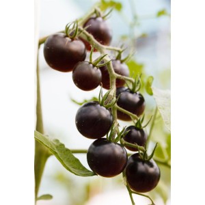 Buschtomate Solanum lycopersicum mit dunklen, reifen Früchten am Strauch.