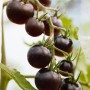 Buschtomate Solanum lycopersicum mit dunklen, reifen Früchten am Strauch.