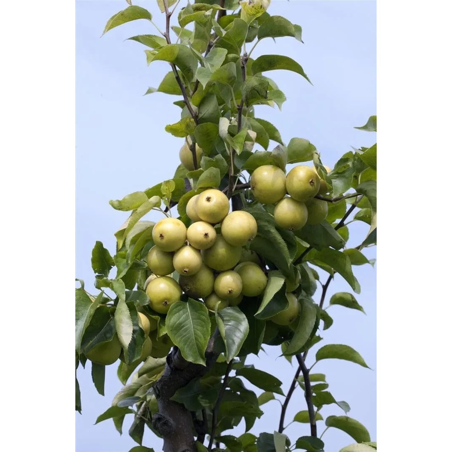 Pyrus Pyrifolia Nijisseiki Nashi-Birne 150–200 cm Saftig-Süß