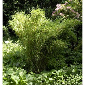Gartenbambus 'Standing Stone' (Fargesia murielae), 80-100 cm, im Gartenbeet.