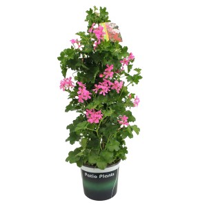 GROW by OBI Geranie, einzelblütig, rosa, ca. 75-85 cm hoch im Topf.