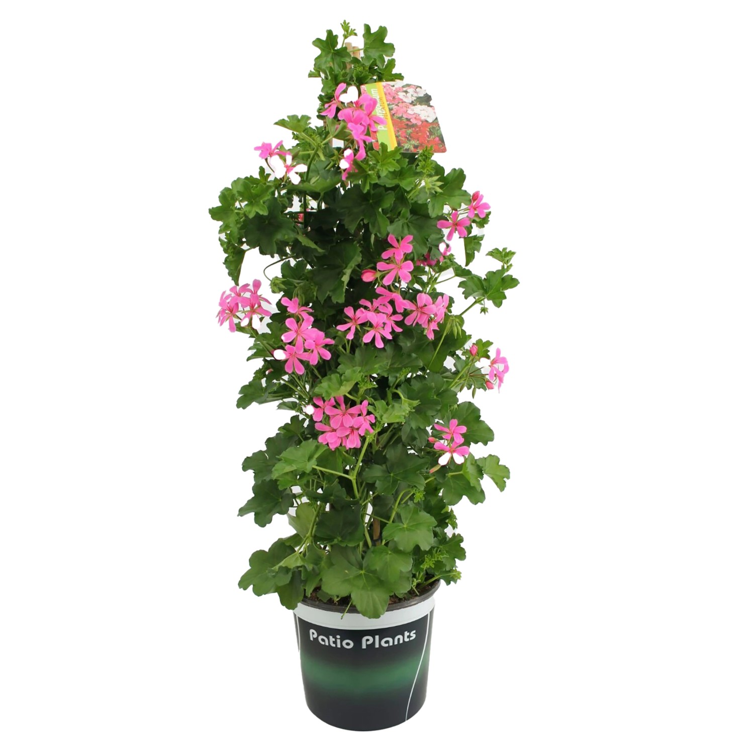 GROW by OBI Geranie einzelblütig in Farben Höhe ca. 75 85 cm TopfØ
