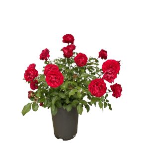 Beetrose Rouge Meilove im Topf mit leuchtend roten, gefüllten Blüten.