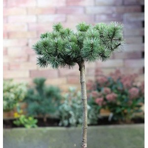 Zwergkiefer Humpy als Hochstamm, 40-60 cm, grüne Nadeln, für Garten und Kübel.