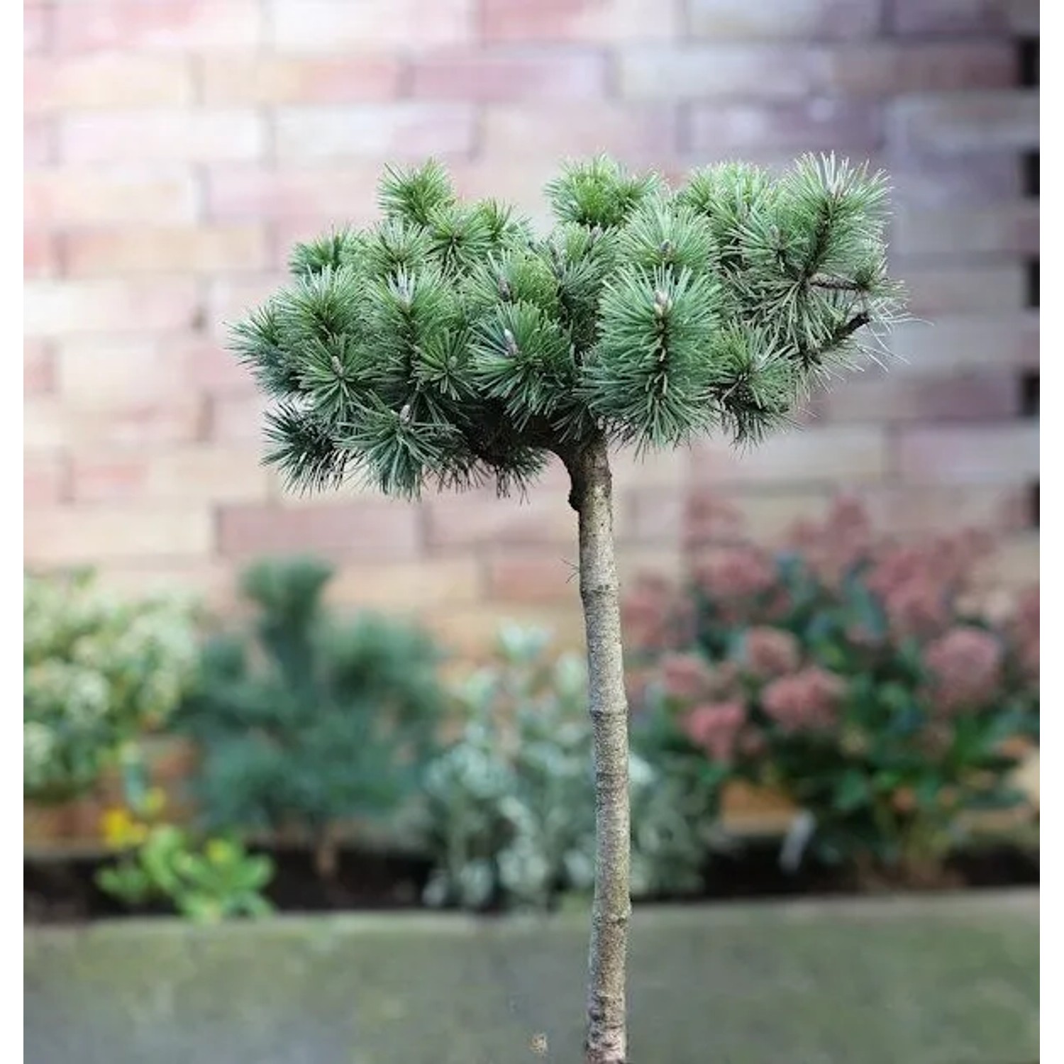 Hochstamm Zwergkiefer Humpy 40-60cm - Pinus mugo