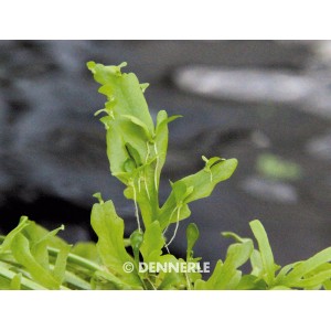 Dennerle Aquariumpflanze Hygrophila Corymbosa Kompakt mit grünen Blättern und feinen Wurzeln.