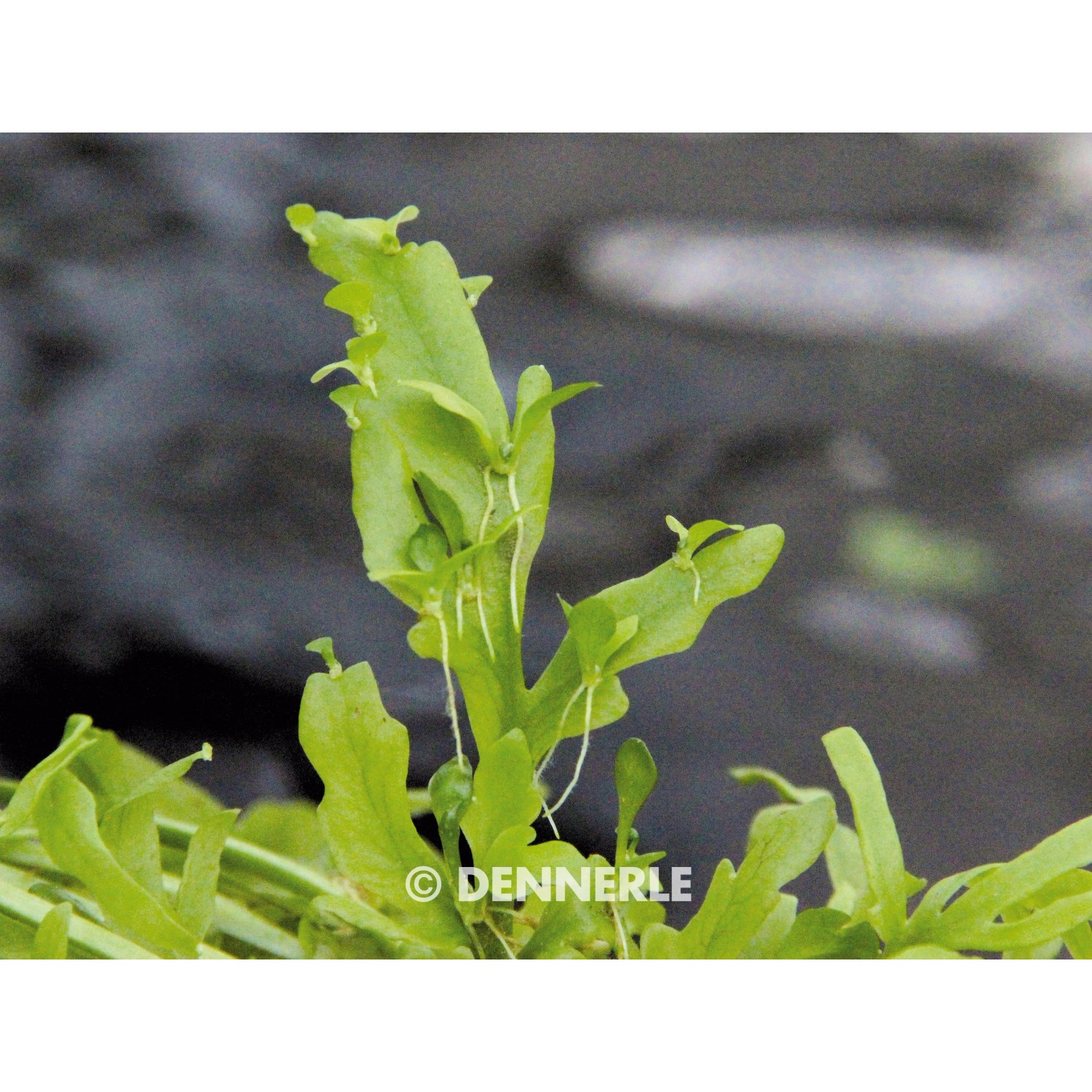 Dennerle Aquariumpflanze Hygrophila Corymbosa Kompakt mit grünen Blättern und feinen Wurzeln.