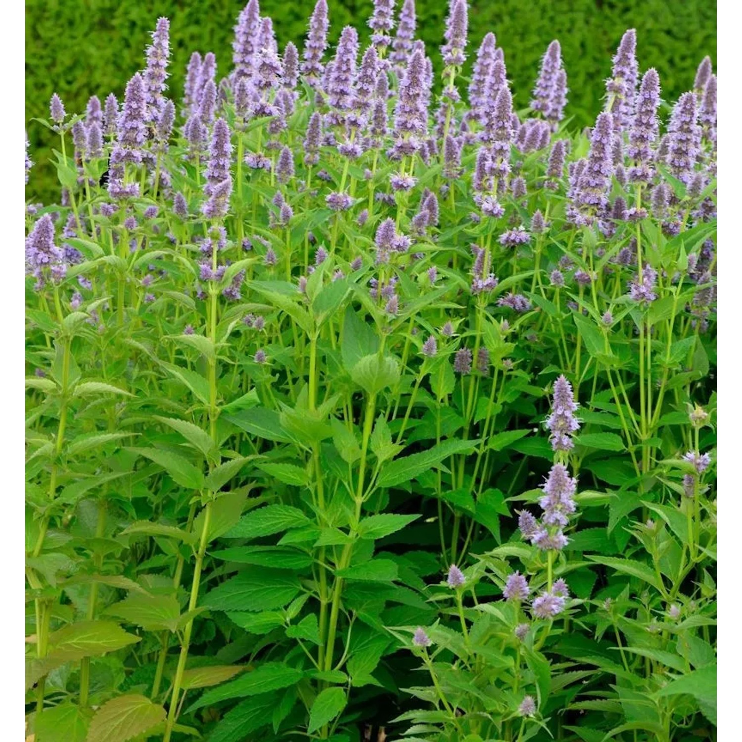 Duftnessel Ayala - Agastache cultorum