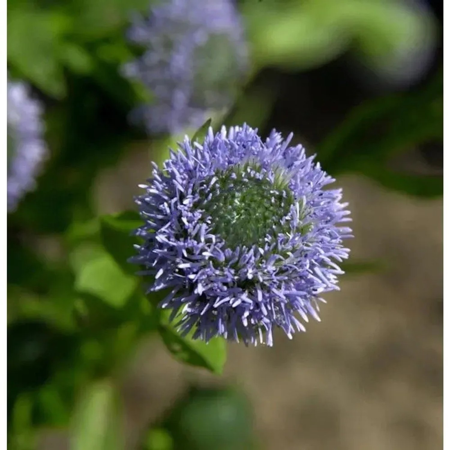 Kugelblume - Globularia punctata