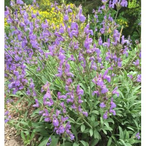 Blühender spanischer Salbei (Salvia lavandulifolia) im Garten, violette Blüten.