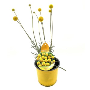 Trommelstöckchen (Craspedia globosa) im gelben Topf, ca. 13 cm Durchmesser.