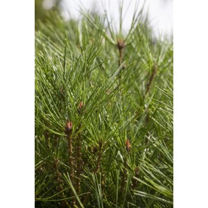 Nahaufnahme der grünen Nadeln einer Japanischen Rotkiefer (Pinus Densiflora Jane Kluis).