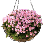 Hängeampel mit rosa Blüten in schwarzem Metallkorb mit Kokoseinlage, Ø 25 cm.