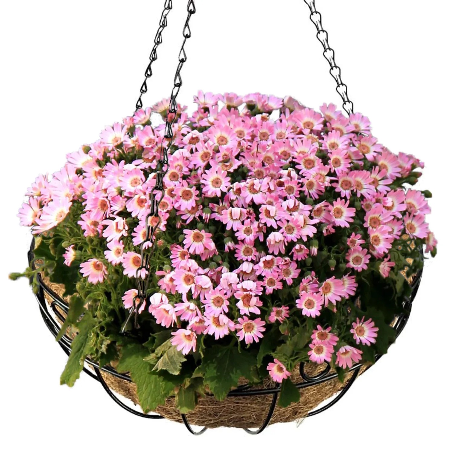 Hängeampel mit rosa Blüten in schwarzem Metallkorb mit Kokoseinlage, Ø 25 cm.
