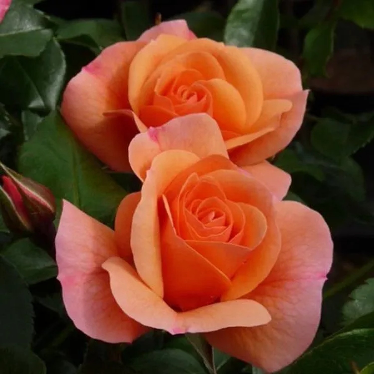 Kletterrose 'Aprikola' Rosa plantofix Apricotfarbene Blüten