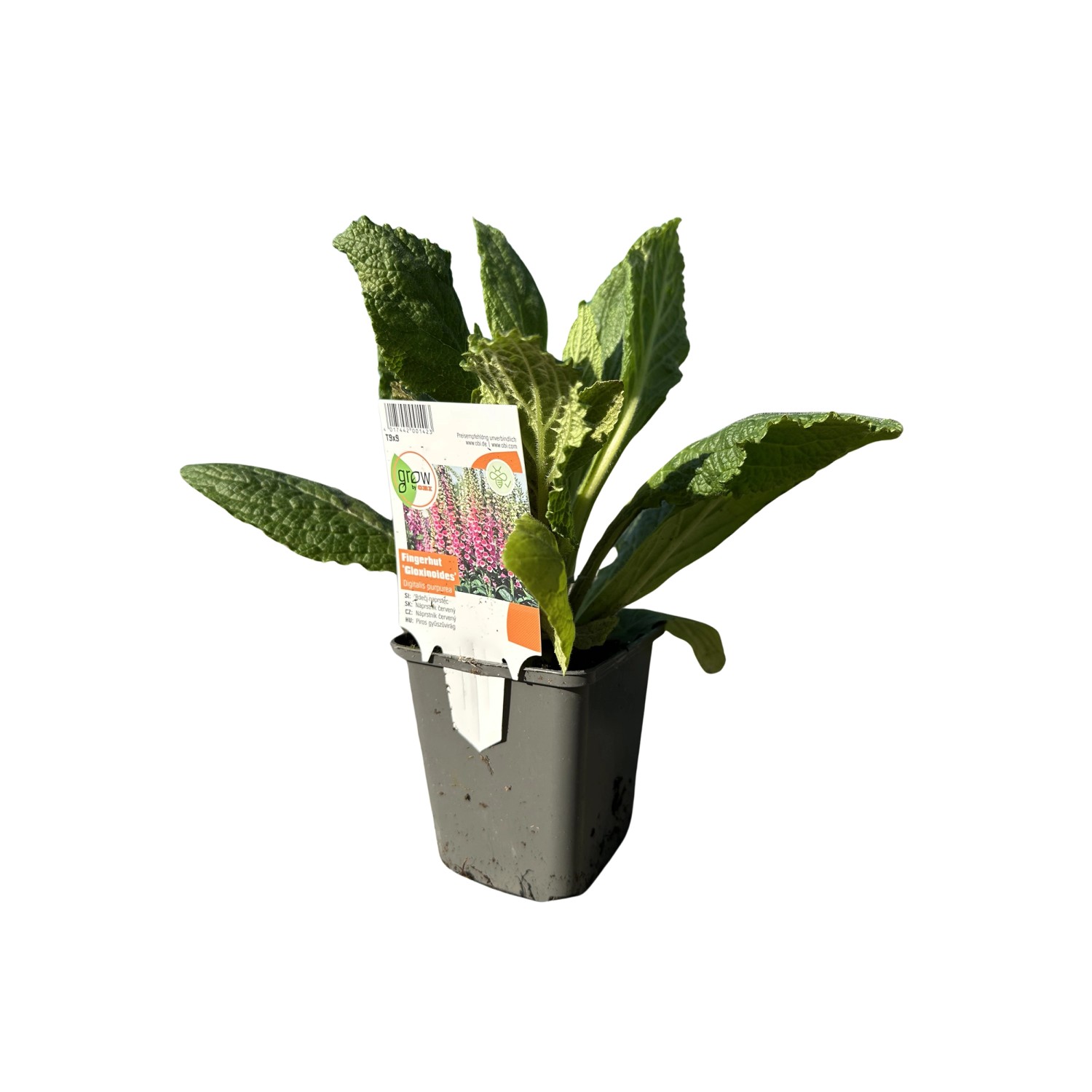 GROW by OBI Garten-Fingerhut Gloxinoides Rosa Topf-Ø ca. 9 cm x 9 cm Digitalis