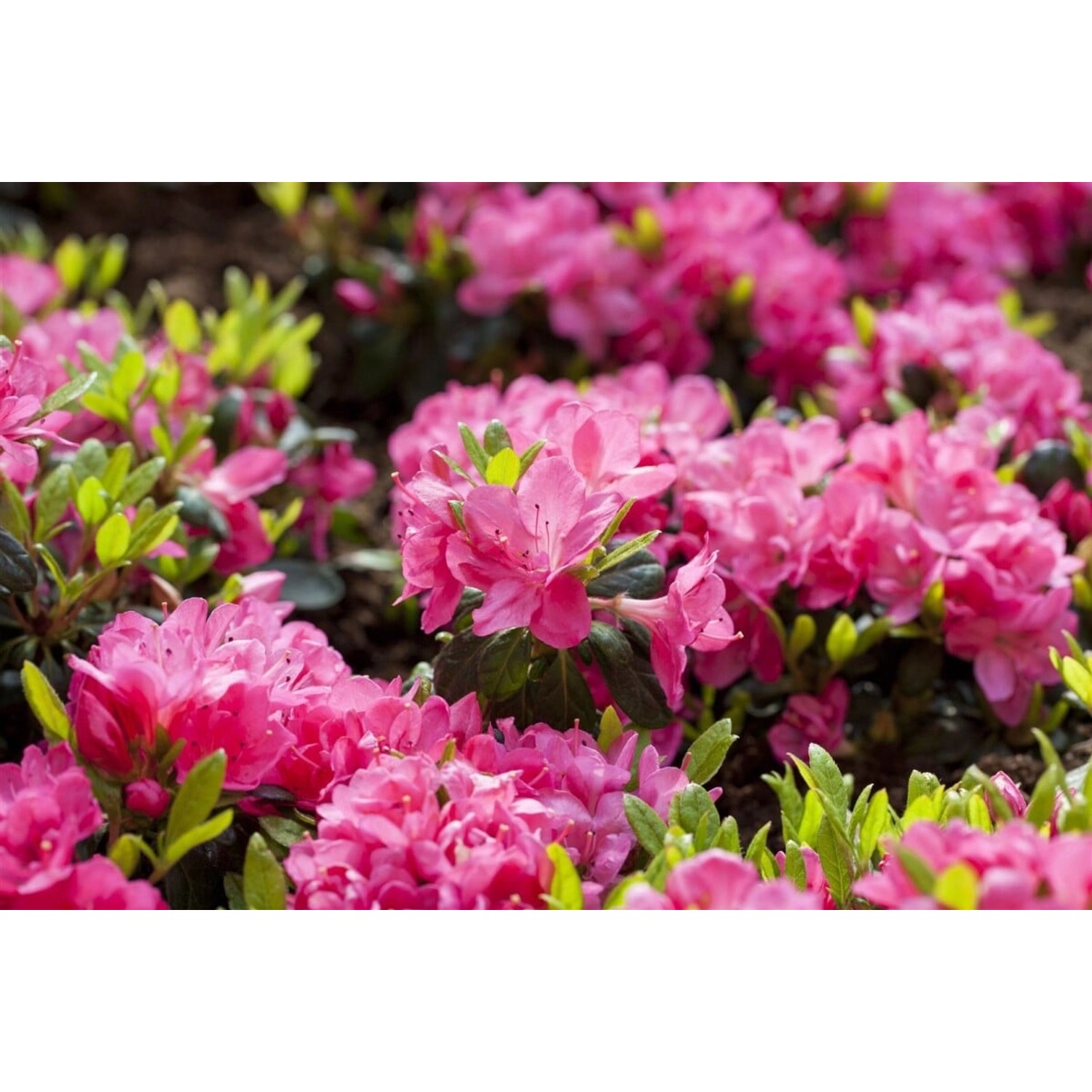 Rhododendron Obtusum Canzonetta Azalee Rosa 30–40 cm günstig online kaufen