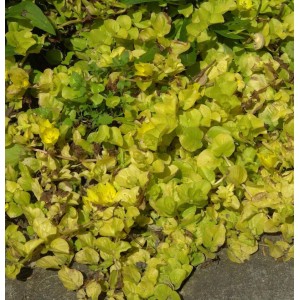 Gelbes Pfennigkraut Aurea (Lysimachia nummularia Aurea) als Bodendecker im Garten.