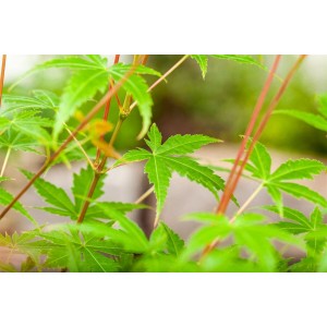 Nahaufnahme: Acer Palmatum Phoenix, Japanischer Ahorn mit grünen Blättern und roten Stielen.