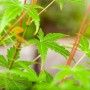 Nahaufnahme: Acer Palmatum Phoenix, Japanischer Ahorn mit grünen Blättern und roten Stielen.