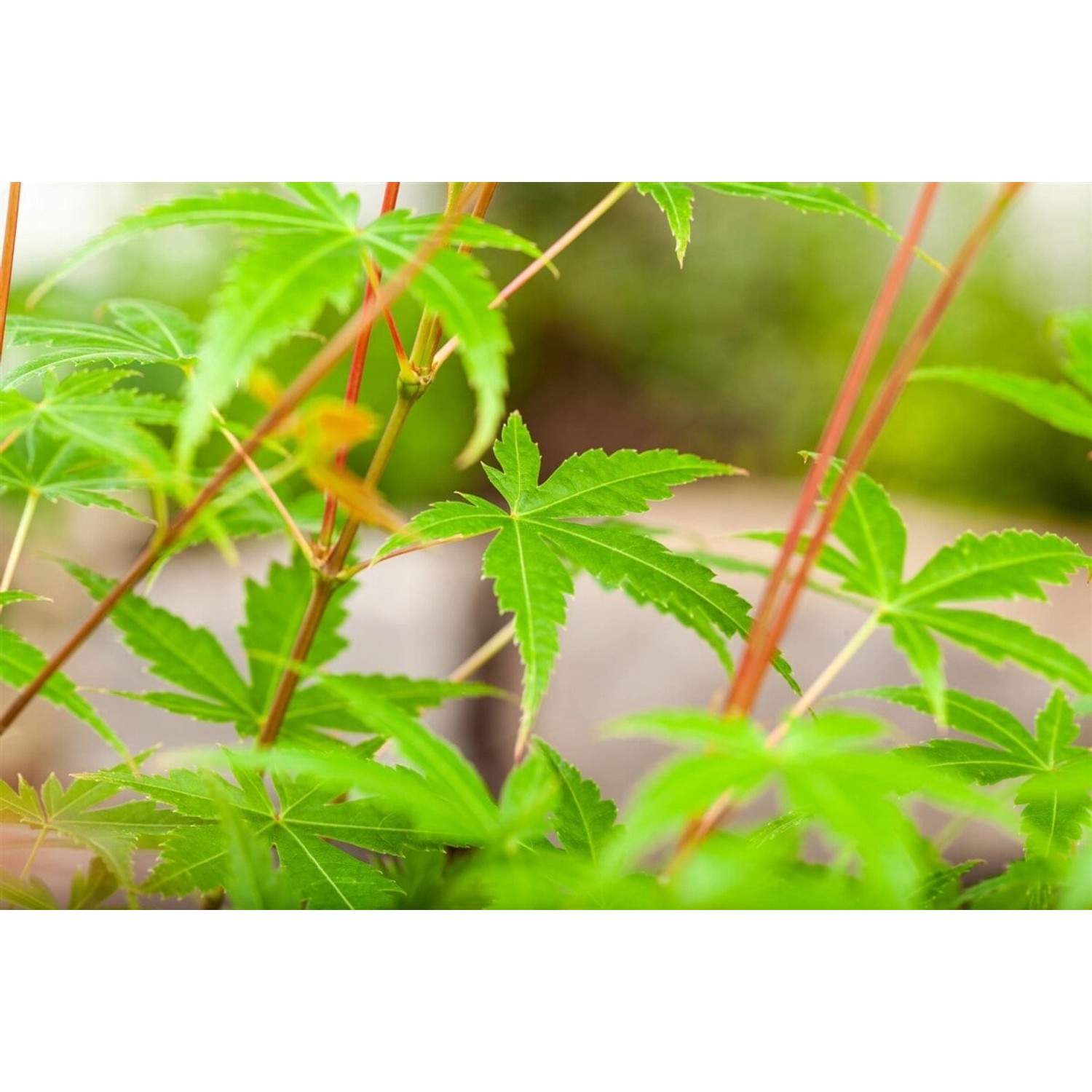 Acer Palmatum Phoenix Japanischer Ahorn Rot 60–100 cm günstig online kaufen