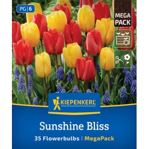 Kiepenkerl Blumenzwiebeln 'Sunshine Bliss': Rote und gelbe Tulpen mit blauen Traubenhyazinthen.