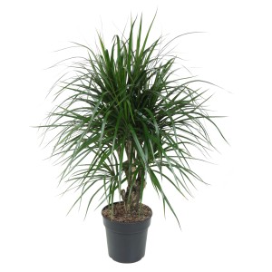 Drachenbaum (Dracaena marginata), ca. 90cm hoch im Topf, Zimmerpflanze mit schlanken, grünen Blättern.
