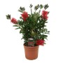GROW by OBI Zylinderputzer im Topf, rote Blüten, ca. 40 cm hoch. Blühende Kübelpflanze für sonnige Standorte.