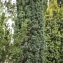 Säulenförmige, grüne Taxus baccata 'Fastigiata Robusta' Heckenpflanze, 30-40 cm hoch.