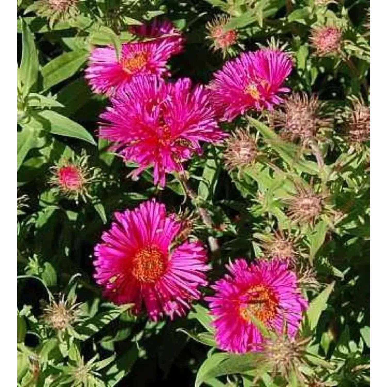 Rauhblattaster Alma Pötschke - Aster novae angliae