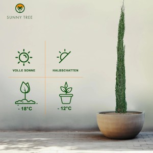 Italienische Zypresse 'Totem' (160 cm) im Topf. Winterharte, immergrüne Säulen-Zypresse für Garten und Terrasse.