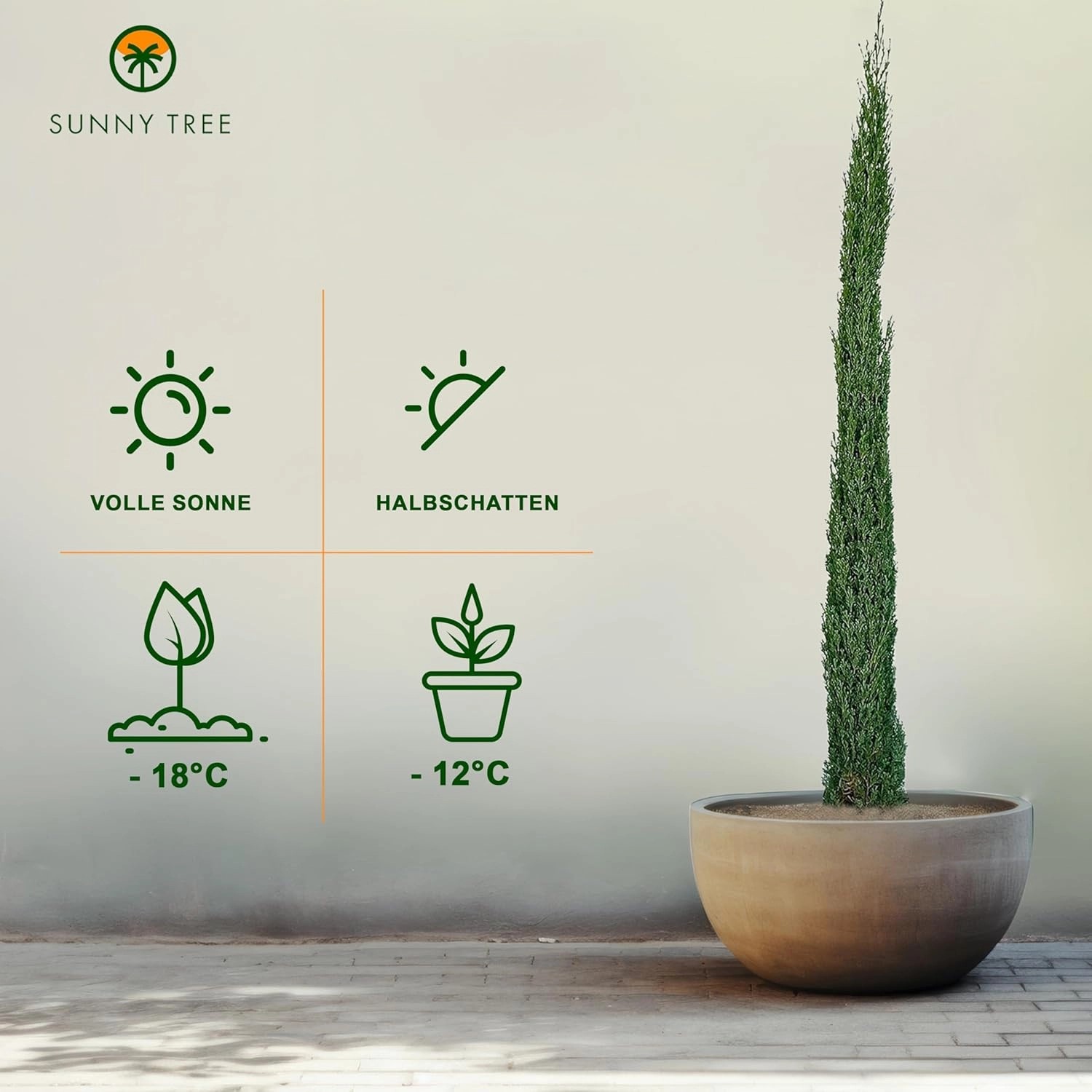 Italienische Zypresse 'Totem' (160 cm) im Topf. Winterharte, immergrüne Säulen-Zypresse für Garten und Terrasse.