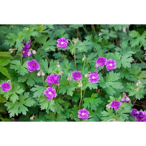 Himalaya Storchschnabel (Geranium Himalayense) mit violetten Blüten und grünen Blättern im 9x9 cm Topf.