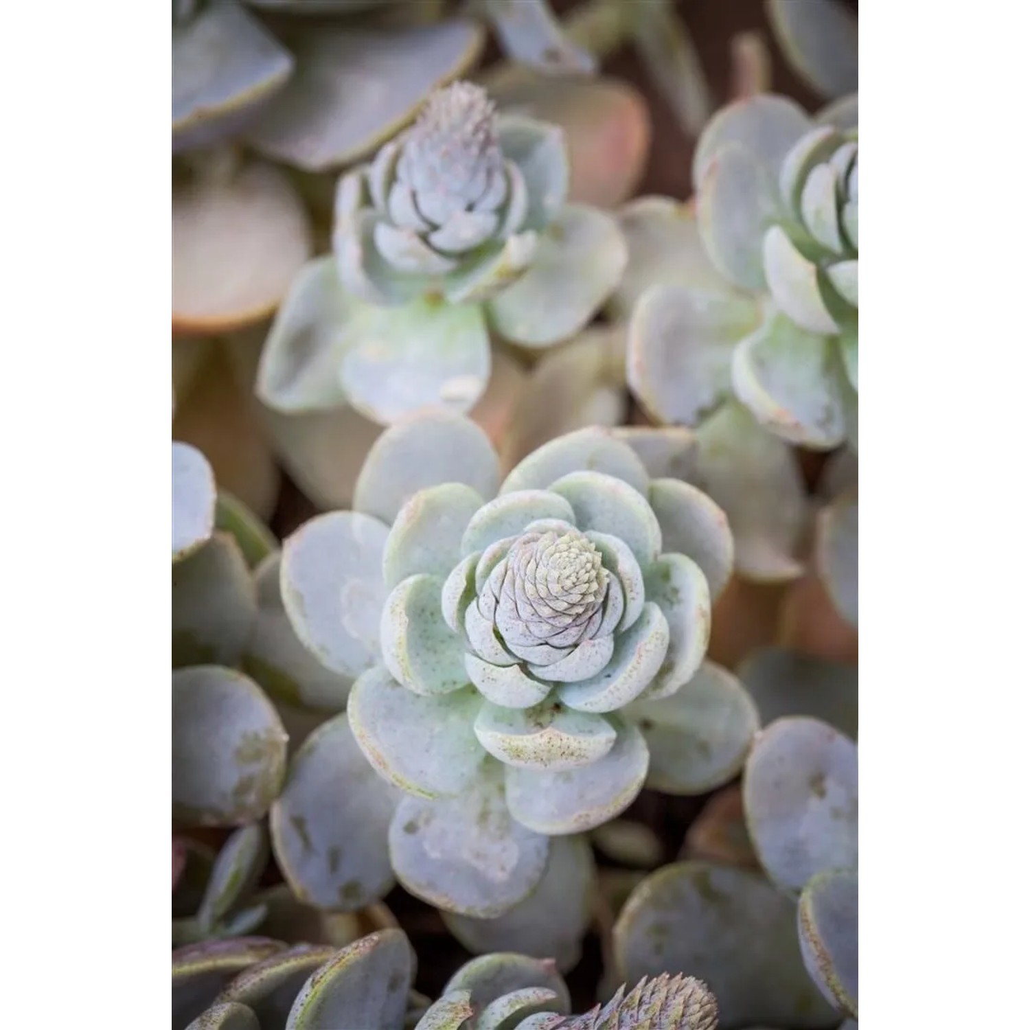 Orostachys Iwarenge 2 Liter Container