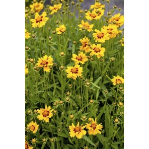 Leuchtend gelbes Mädchenauge (Coreopsis Lanceolata 'Walter') im 9x9 cm Topf.