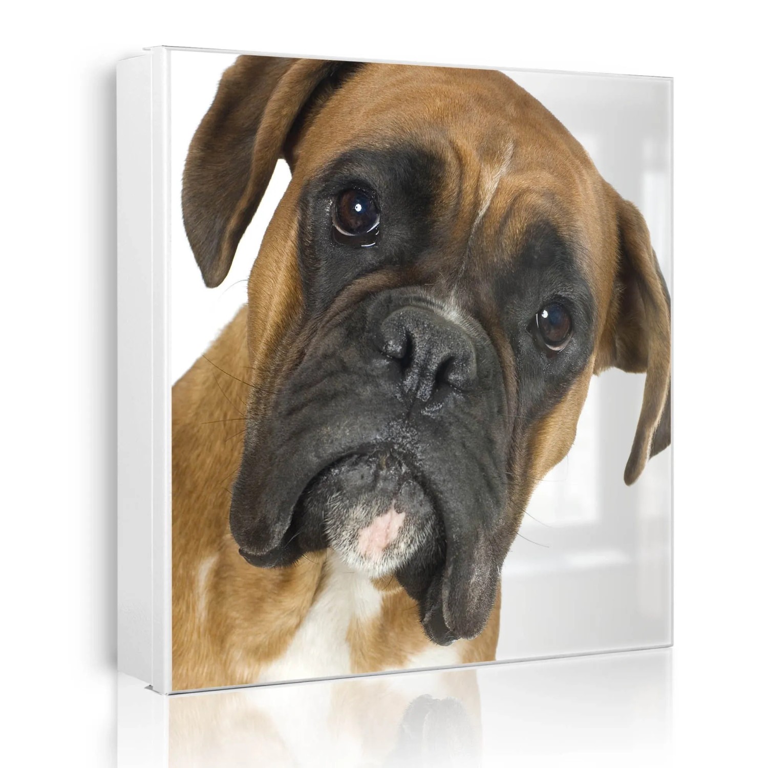 Banjado Großer Schlüsselkasten Metall 30x30cm Weiß Scharnier Rechts 50 Haken Beschreibbar Magnetisch Motiv Boxer