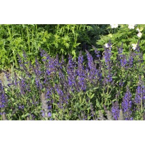 Violett blühender Steppen-Salbei 'Viola Klose' im 9x9 cm Topf.