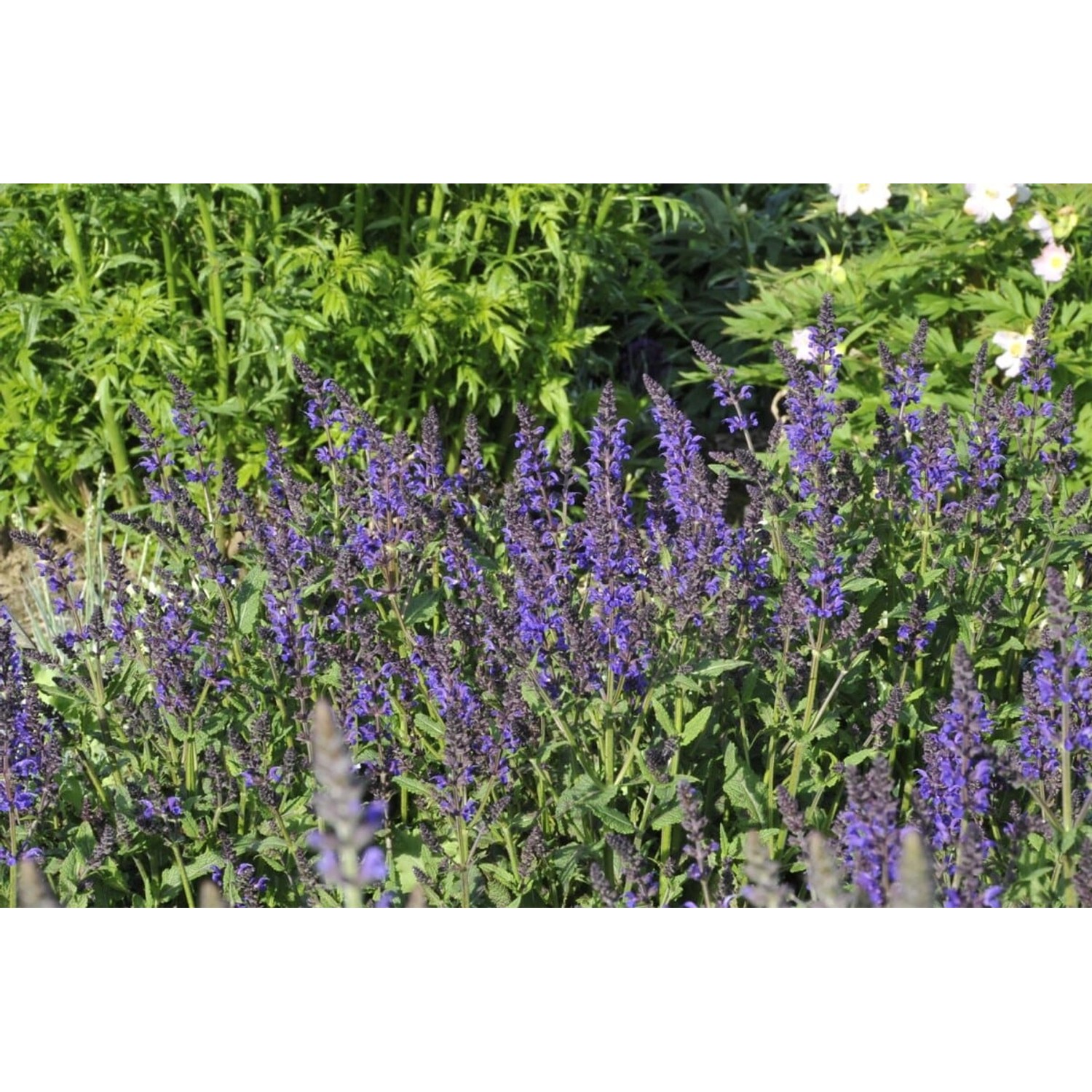 Salvia Nemorosa Viola Klose Steppen-Salbei Ca. 9x9 cm Topf günstig online kaufen