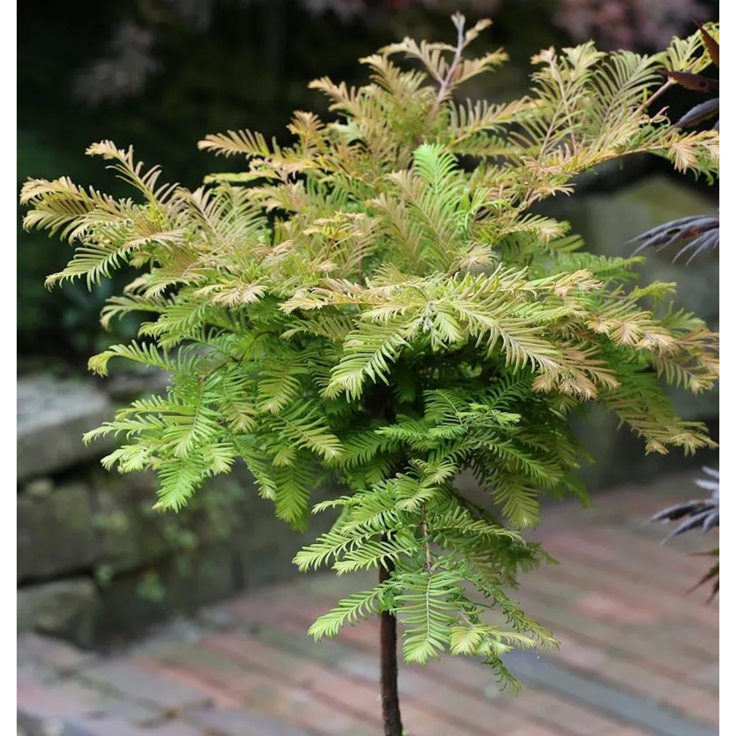 Hochstamm Urweltmammutbaum Miss Grace 60-80cm - Metasequoia glyptostroboides