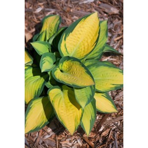 Hosta 'Orange Marmalade' (Funkie) im 9x9 cm Topf mit gelb-grünen Blättern.