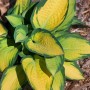 Hosta 'Orange Marmalade' (Funkie) im 9x9 cm Topf mit gelb-grünen Blättern.