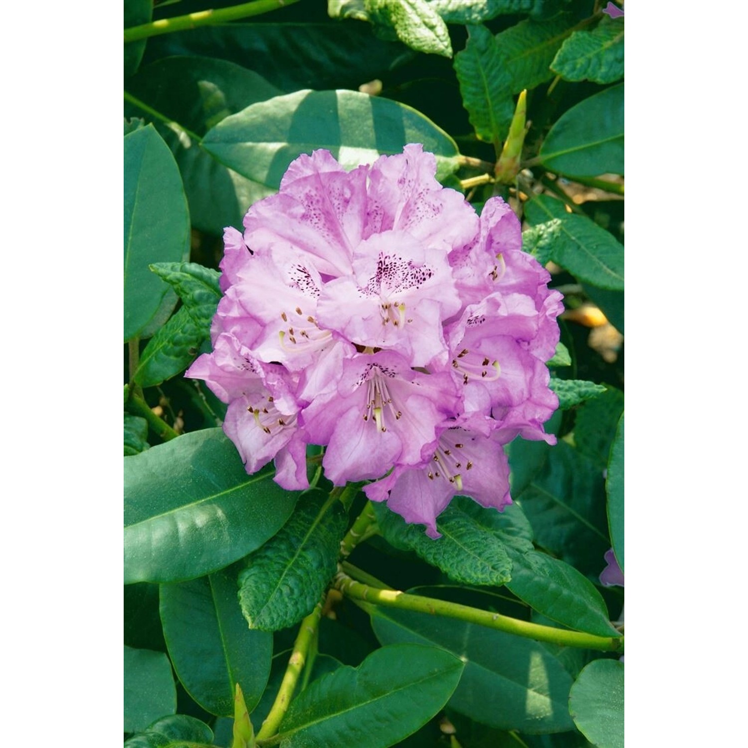 Rhododendron Campanulatum Aeruginosum Blaugrün 30–40 cm günstig online kaufen
