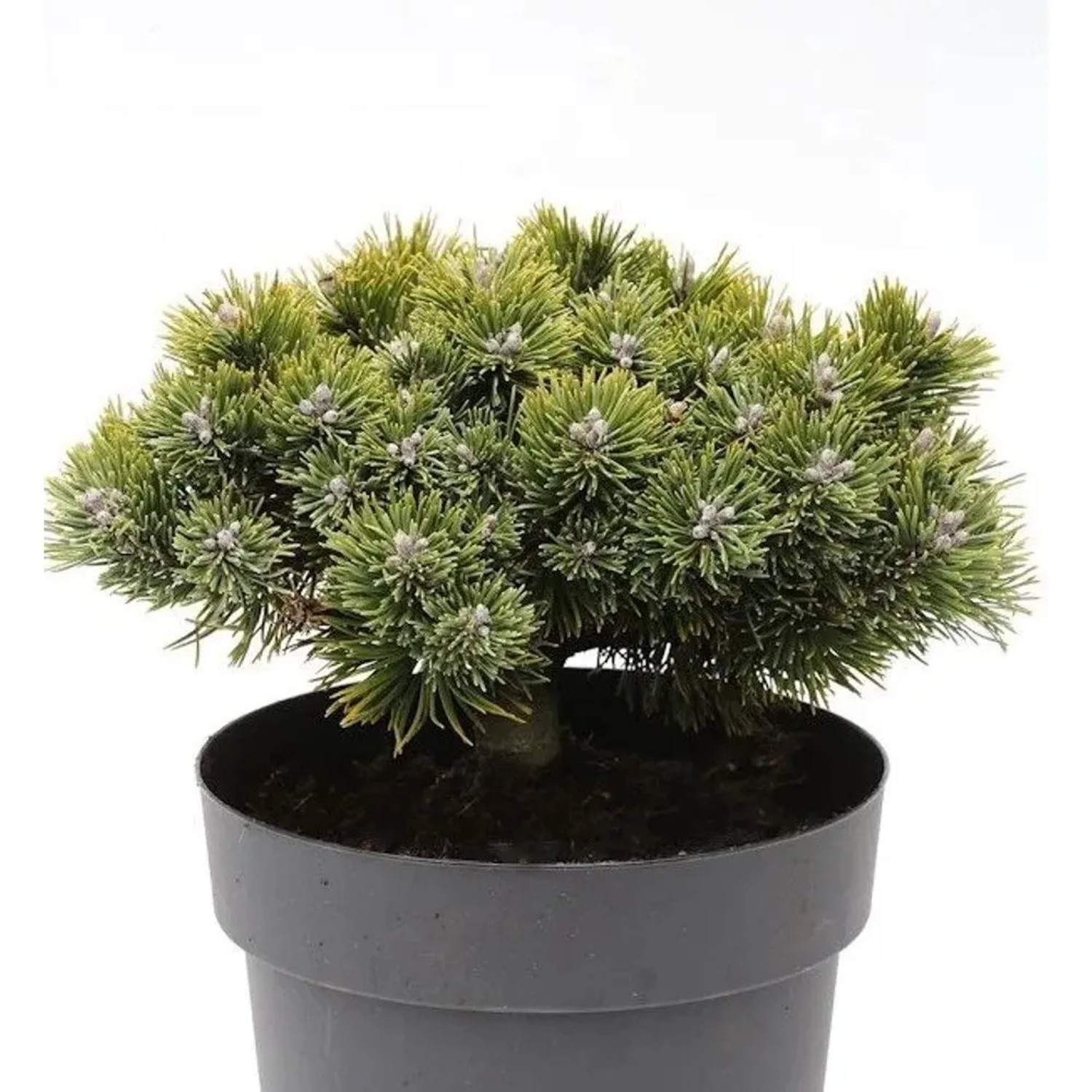 Zwerg Kiefer Sherwood Compact 20-25cm - Pinus mugo