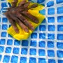 Anwendung von transparentem T-Rex Waterproof Tape unter Wasser auf Poolfolie.