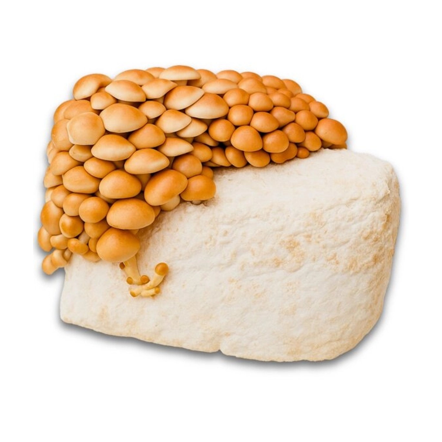 Hawlik Pilzbrut Bio Toskanapilz Pilzzuchtset für Zuhause mit Myzel-Substrat günstig online kaufen